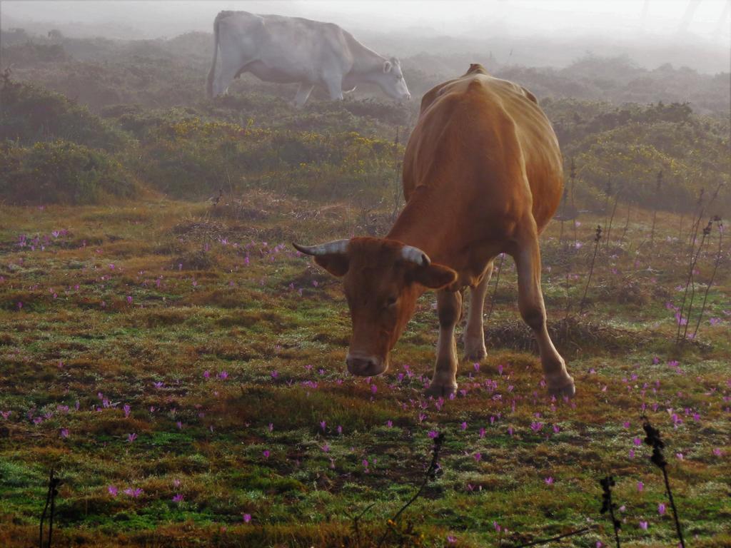 Serra De Arga Mountain House Montaria ภายนอก รูปภาพ